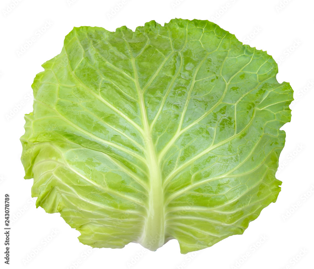 Fototapeta premium Cabbage isolated on white clipping path