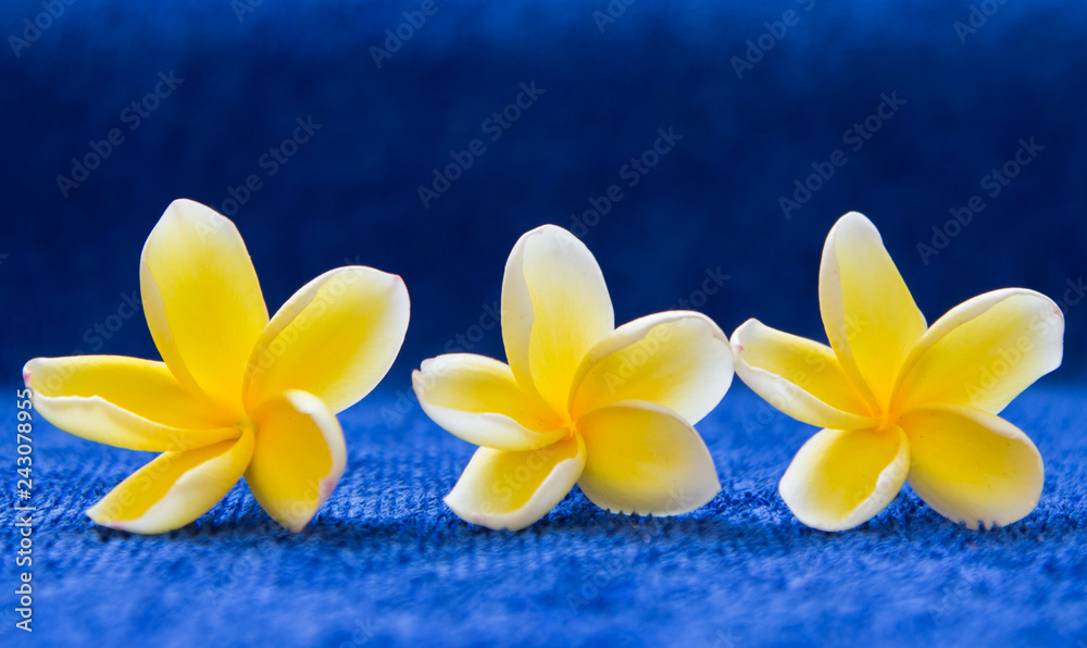 Frangipani (plumeria) flower on blue background , Spa set Frangipani (plumeria) flower on blue background , Spa set