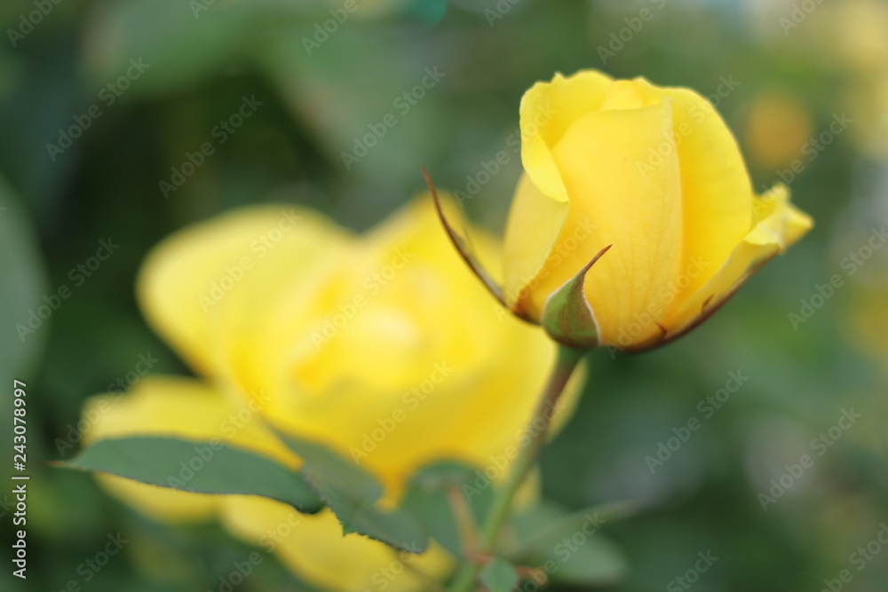 黄色の薔薇の花