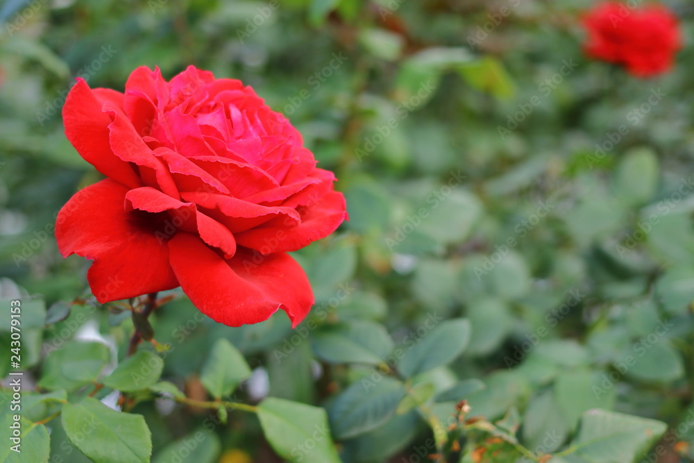 赤い薔薇の花