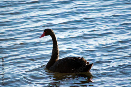 a black swan swimming