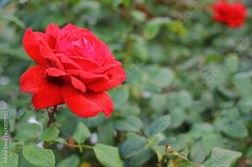 赤い薔薇の花 © anmitsu