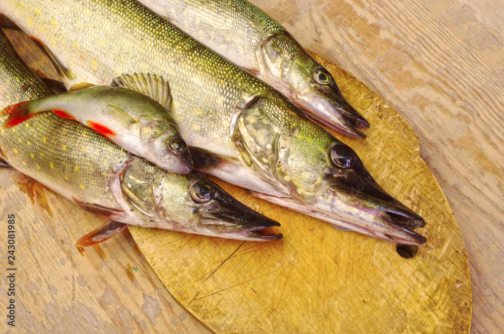Fish on the kitchen board. Pike, perch Fish on the kitchen board. Pike, perch