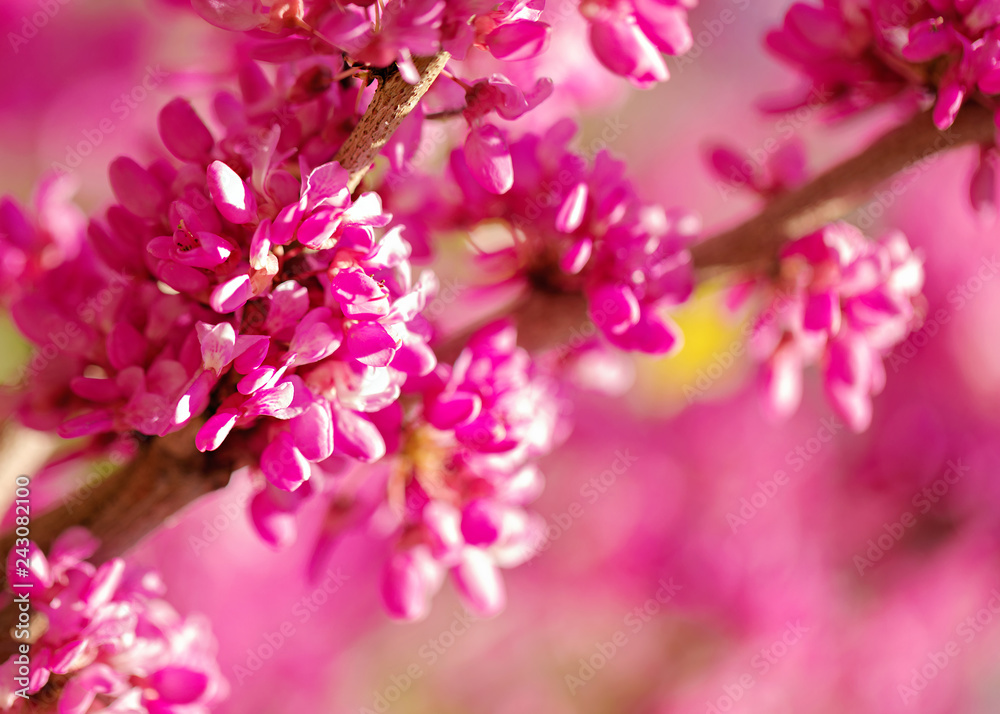 Spring time. Blooming pink branches. Macro, blur effect and selective focus Spring time. Blooming pink branches. Macro, blur effect and selective focus