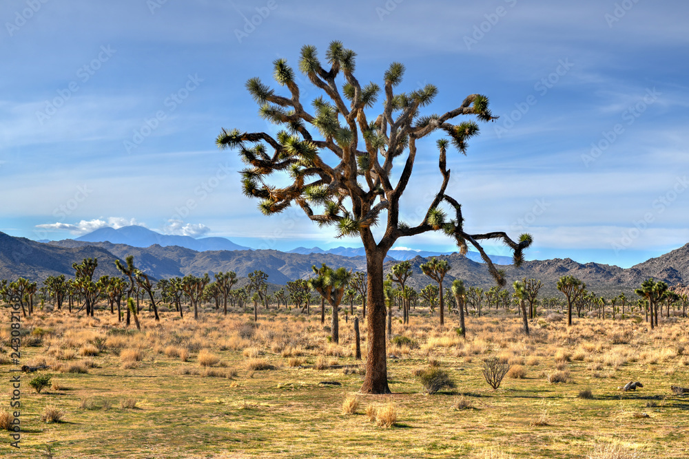 Joshua Tree National Park Joshua Tree National Park
