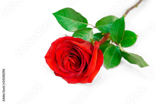 A bunch of red petals of Rose and green leaves isolated on white background, di cut with clipping path