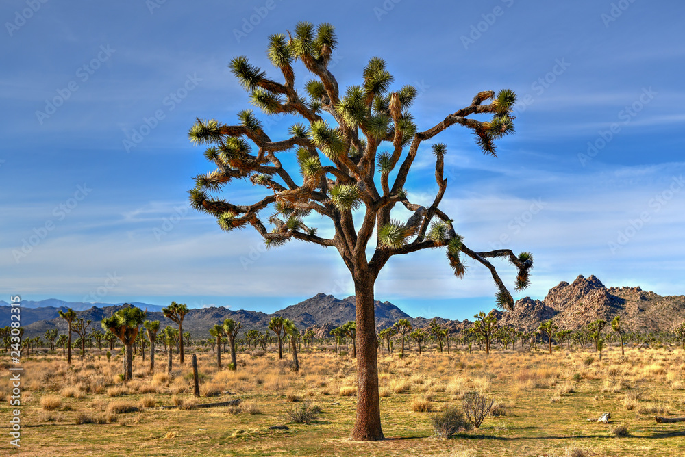 Joshua Tree National Park