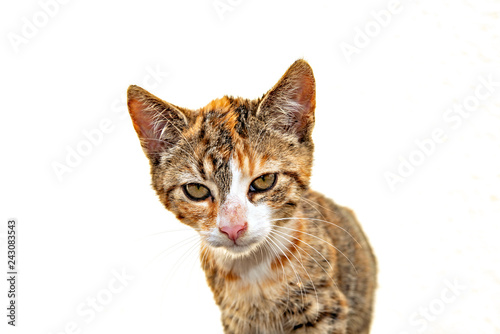 portrait of a colourful cat child