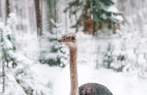 Image of an ostrich face Photo taken with natural light in winter forest