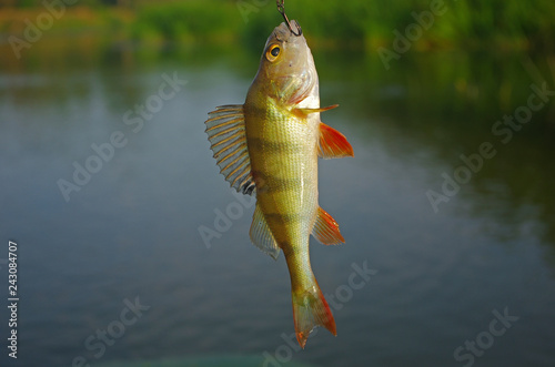 Perch caught on spinning. Fishing