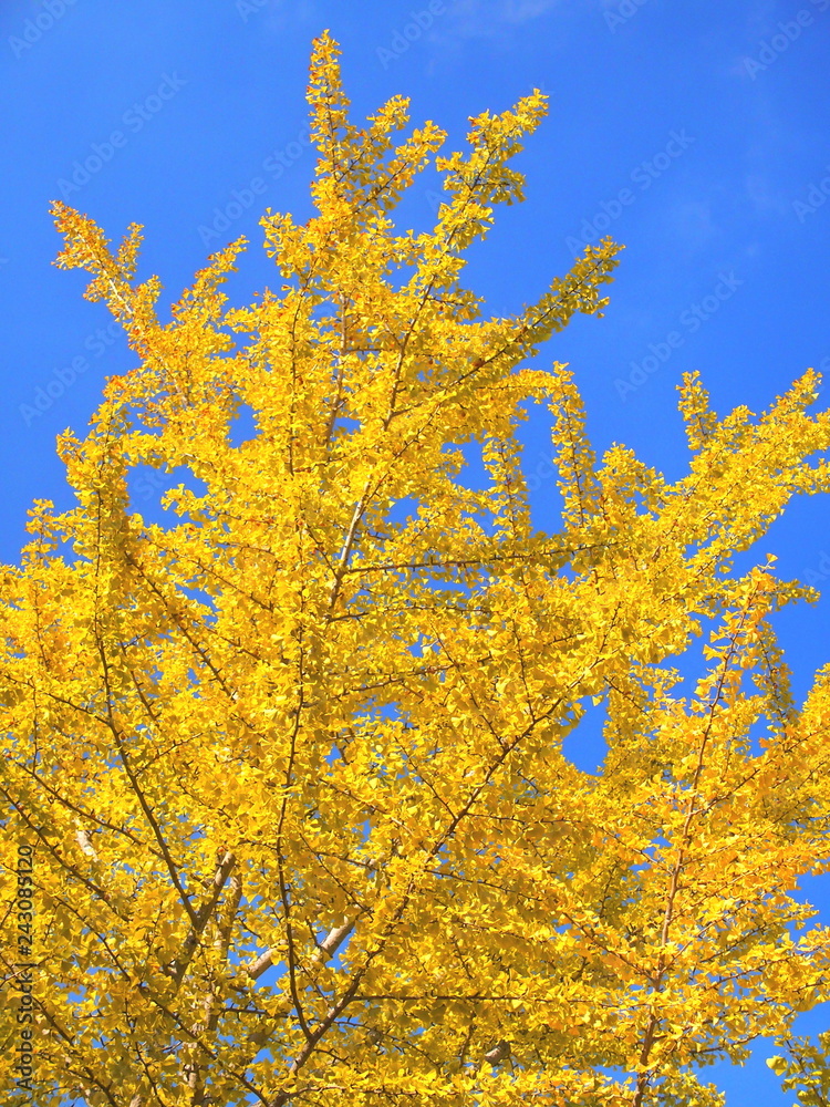 Fototapeta premium 銀杏の黄葉と青空