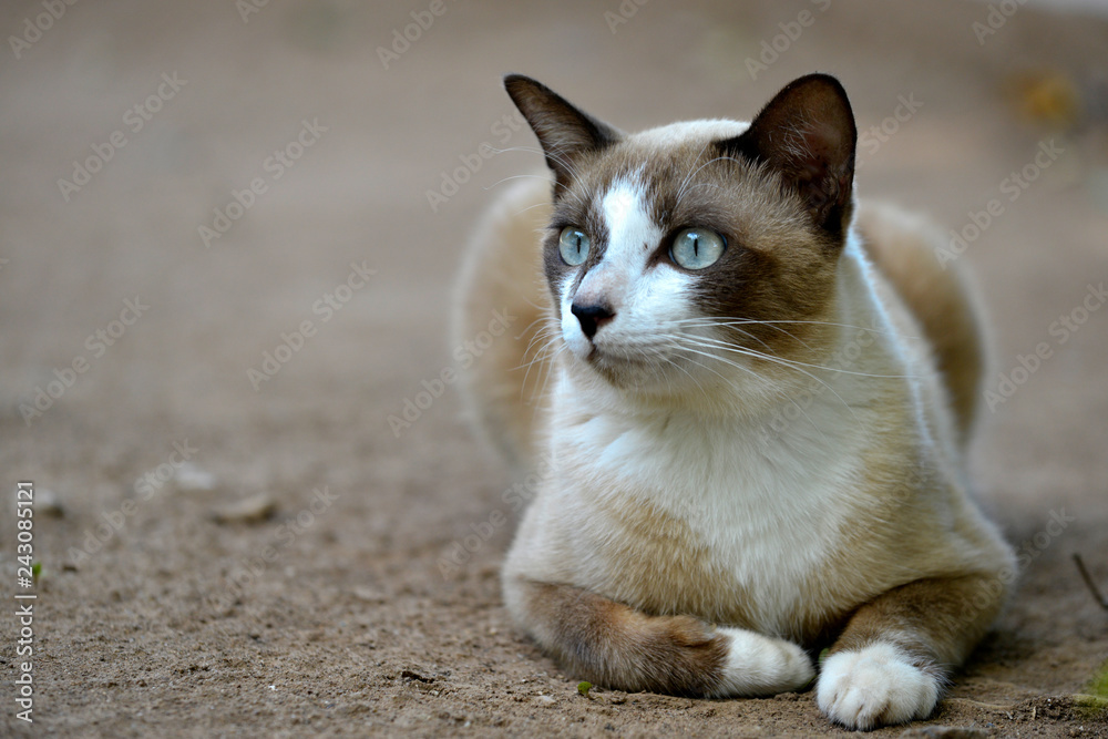 A adorable cat is sitting on earth with blur background
