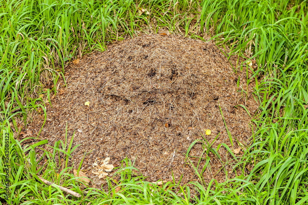 Ameisenhaufen Ameisenhaufen