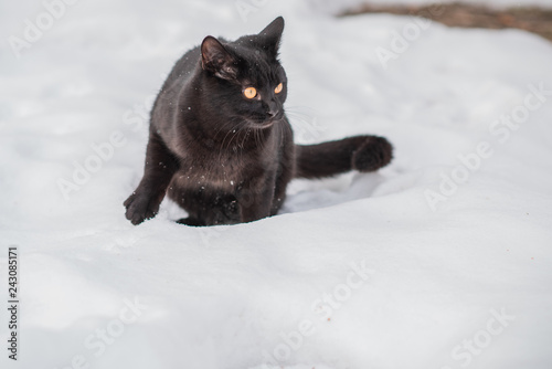 Black cat walk outdoor hunter cat , pet lifestyle