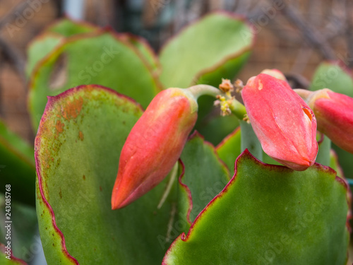 Close up Red pink flower bud of Paddle Plant, the succulent plant in a botanical garden. photo