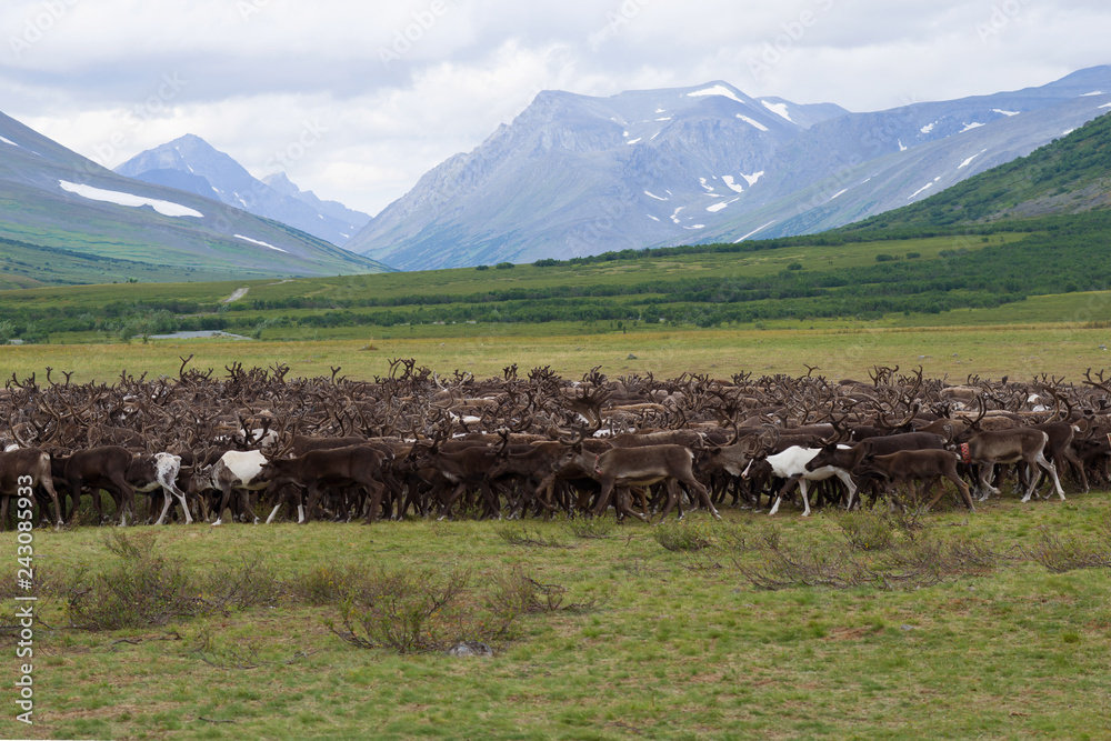 Obraz premium A herd of reindeer in the foothills of the Polar Urals. Russia
