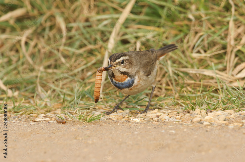 A stunning male Bluethroat (Luscinia svecica) with food in its beak. A stunning male Bluethroat (Luscinia svecica) with food in its beak.