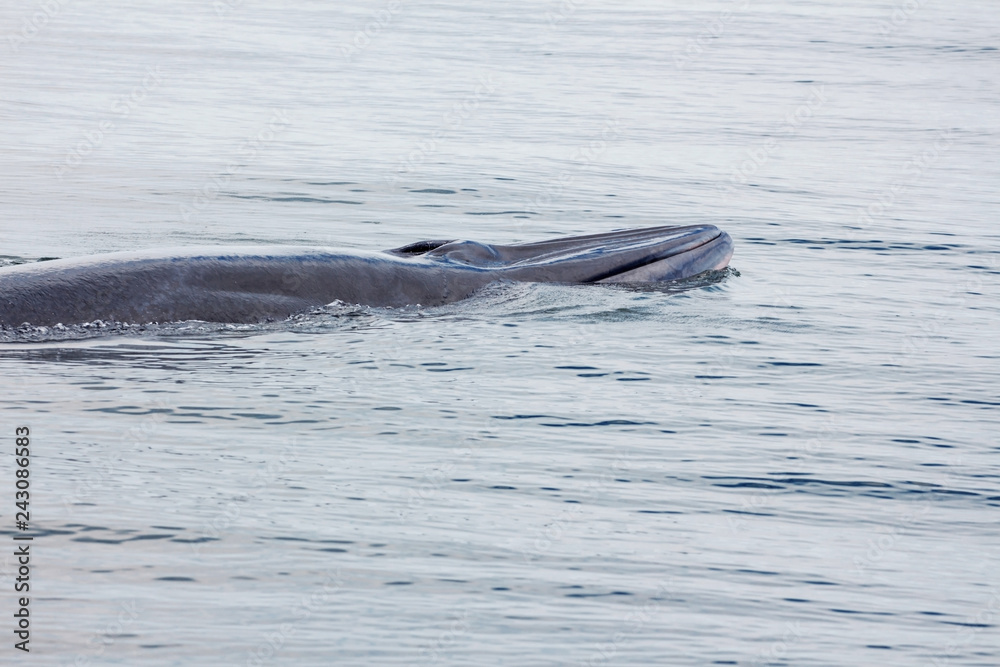 Fototapeta premium Bryde's whale, Eden's whale swimming in sea thailand
