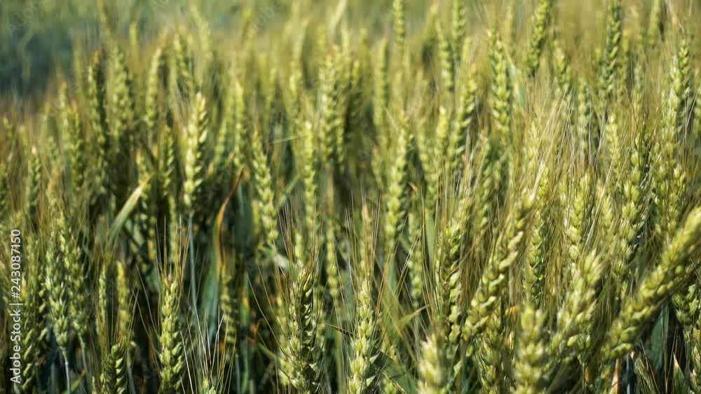 Concept of bread and agriculture. Wheat crop sways on field against blue sky. Concept of bread and agriculture. Wheat crop sways on field against blue sky.