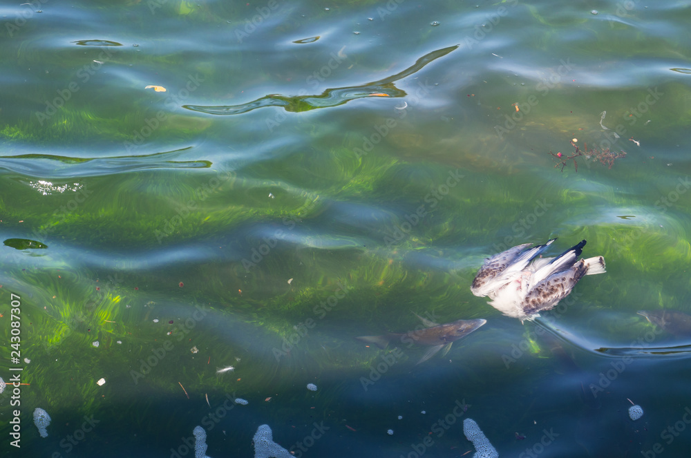 Ocean fish trying to eat a dead seagull that floating on ocean water surface. Ocean fish trying to eat a dead seagull that floating on ocean water surface.