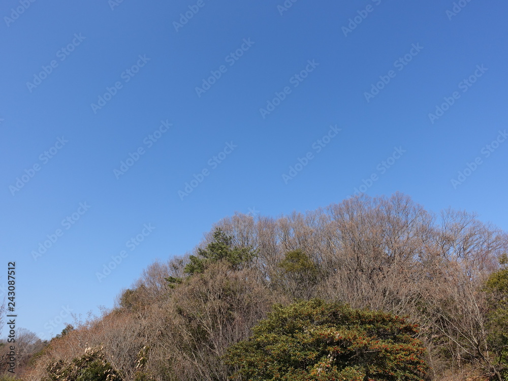 冬の雑木林 冬の雑木林