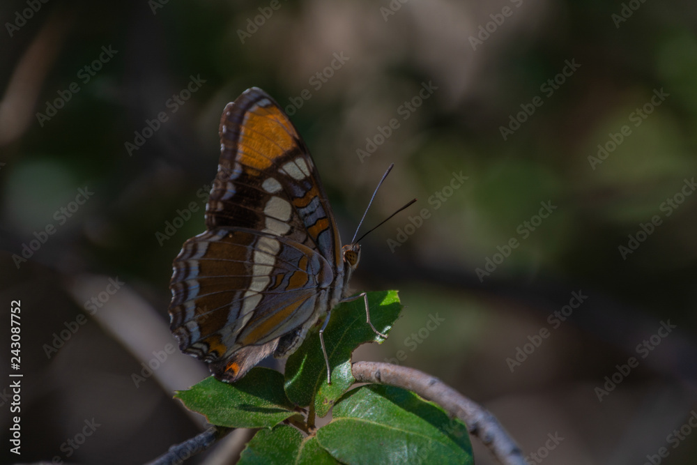 Obraz premium Mariposa