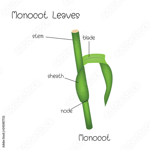 Monocot Leaves