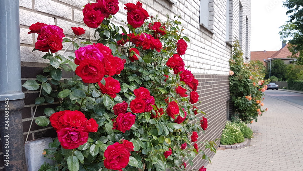 Naklejka premium Blume