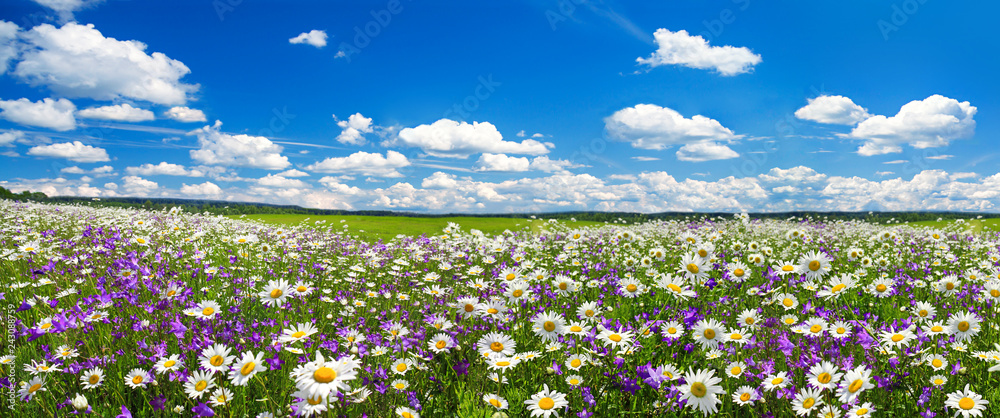 Naklejka premium wiosna krajobraz panorama z kwitnących kwiatów na łące