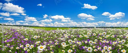 spring landscape panorama with flowering flowers on meadow