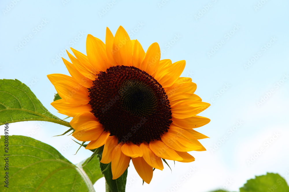 Obraz premium ひまわり20