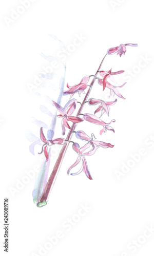 Fototapeta Naklejka Na Ścianę i Meble -  Forsythia Oleaceae flowers spring time