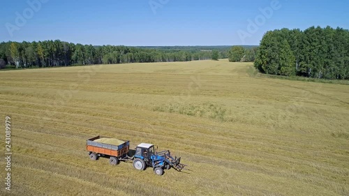 tractor loaded with grain oats rides on a mowed field