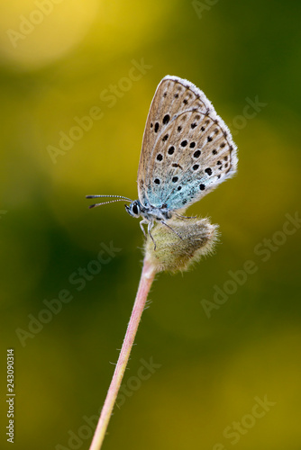 Princesas mariposas de colores y puntitos en macro buena calidad pequeña antenas parda photo