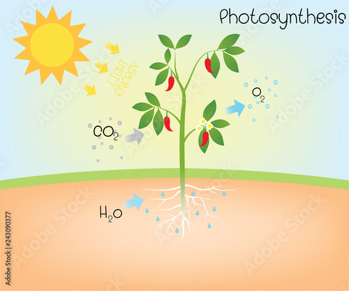 photosynthesis