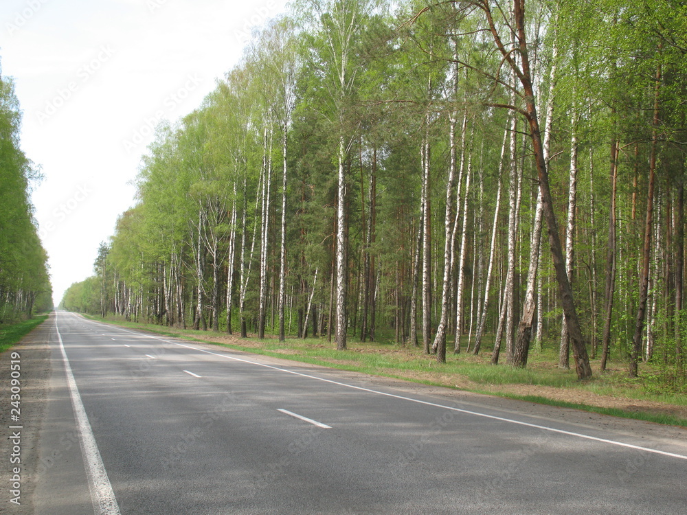 Obraz premium Spring road in the forest