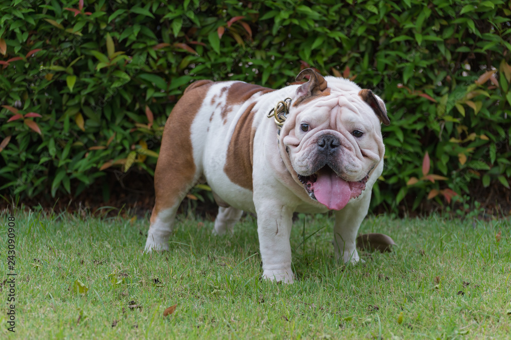 english bulldog standing on the grass in the park, fat dog