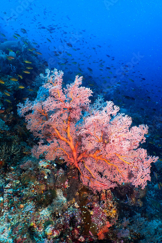 Pink soft coral