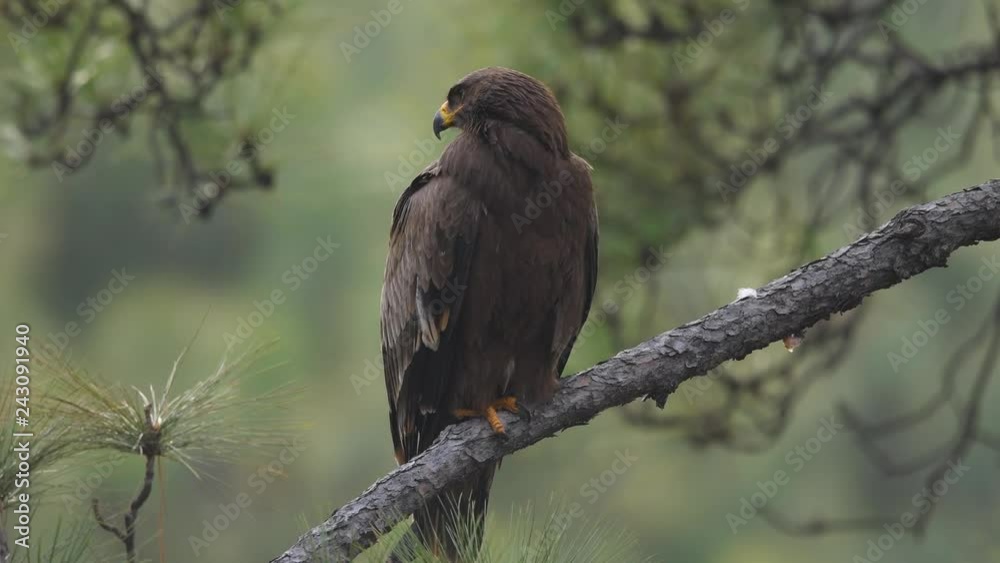Steppe eagle in forest looking for hunt Steppe eagle in forest looking for hunt