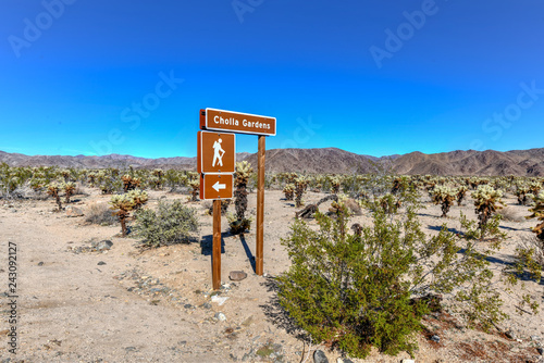 Cholla Cactus Garden - Joshua Tree National Park