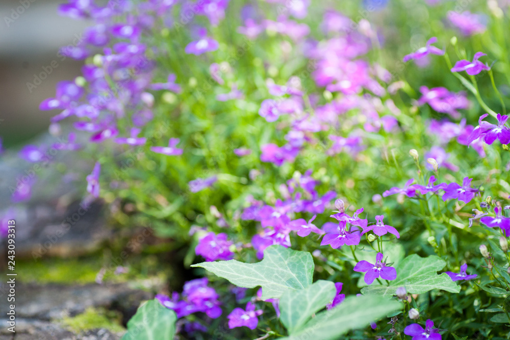 Pink wild flowers against the background Pink wild flowers against the background