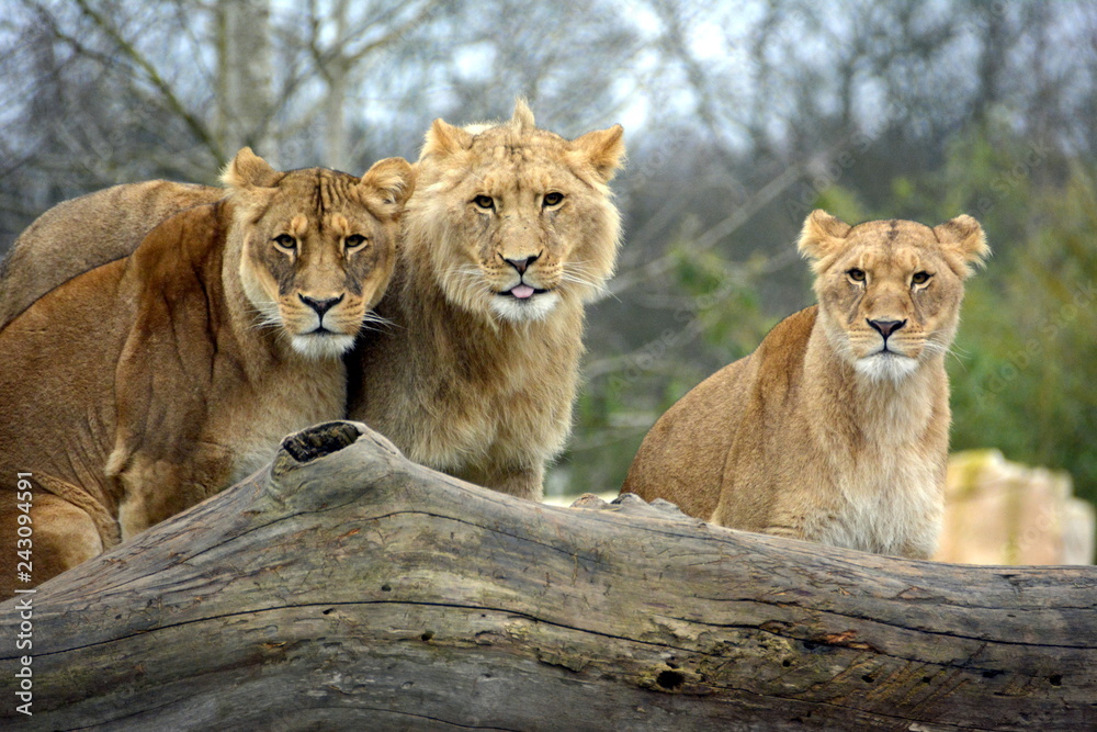 Famille Lion