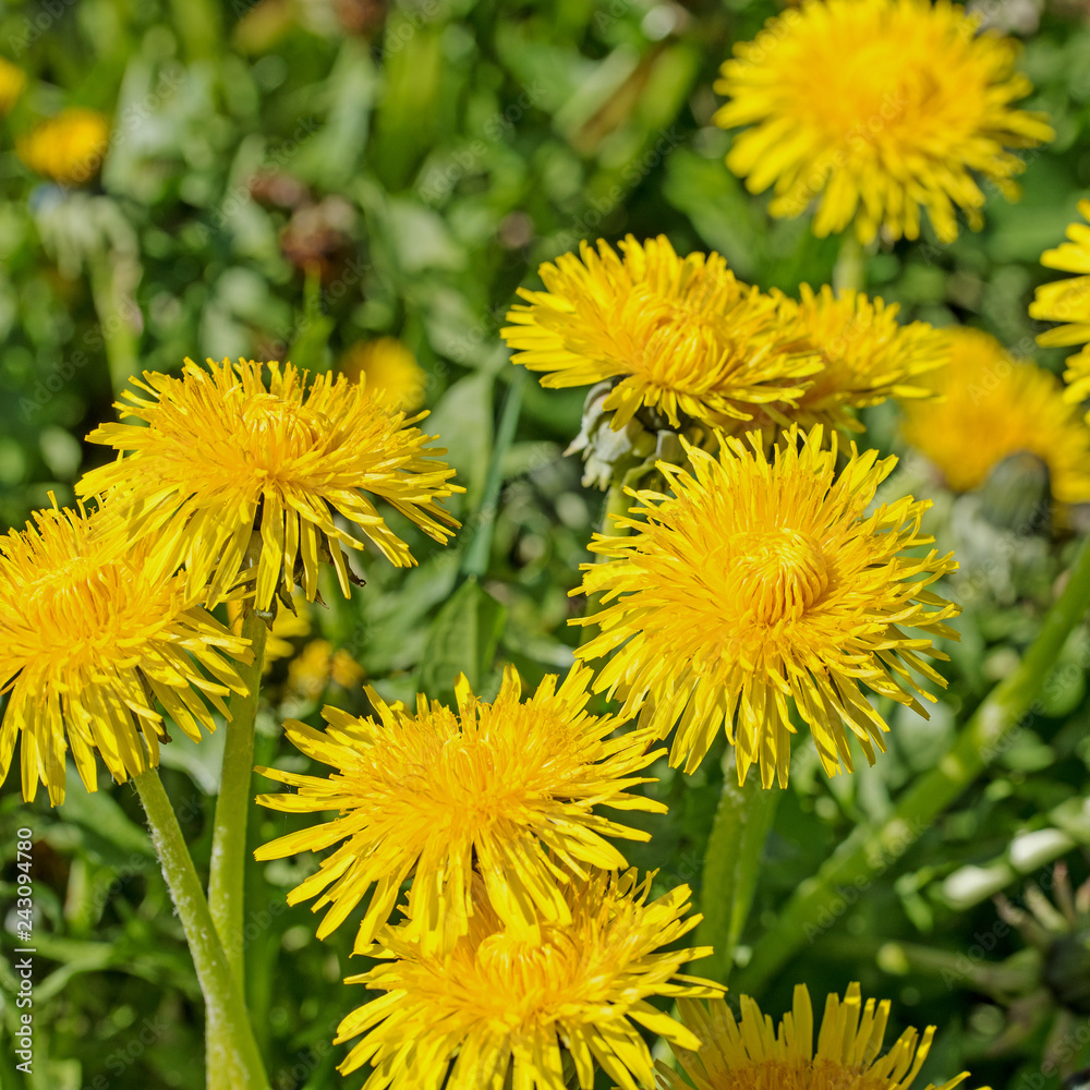 Blühender Löwenzahn, Taraxacum Blühender Löwenzahn, Taraxacum