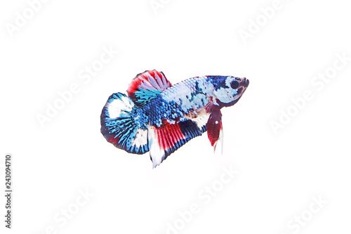 Fighting Fish / Betta Fish : Multicolor siamese fancy fighting fish (Koi or Galaxy color pattern), isolated on white background. photo