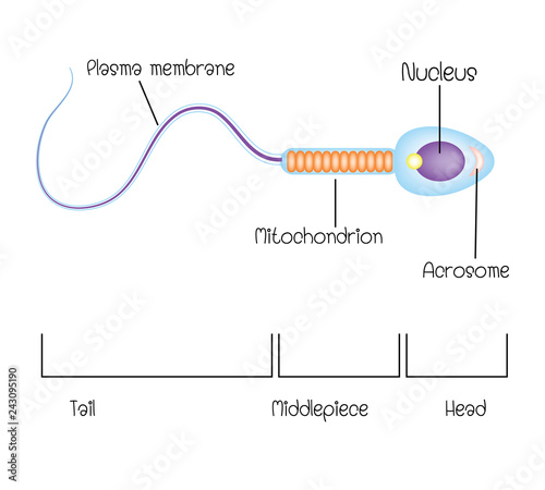 structure of a sperm cell