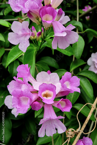 Beautiful Orchid