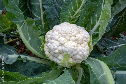 фотографія A white cauliflower surrounded by its leaves in a planted field