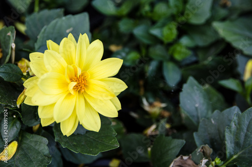 Dahlia yellow flower with green leaves in a spring season at a botanical garden.