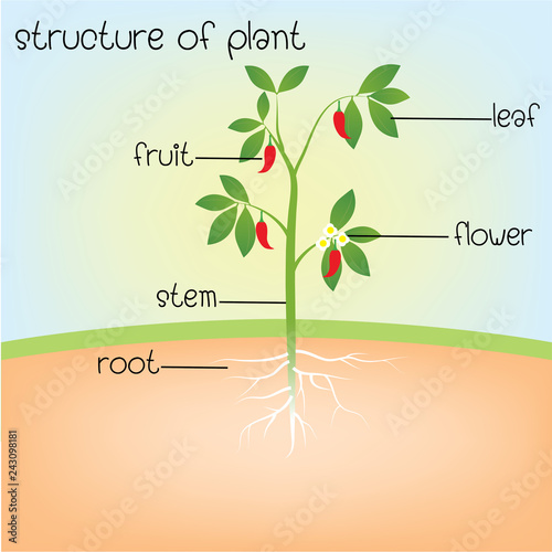 structure of plant