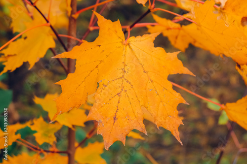 Autumn background with maple leaves. Orange  yellow  red maple leaves